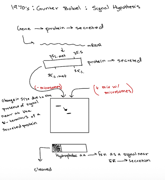 <ul><li><p>Translation of secretory proteins w/o ER = proteins are longer and contain signal peptides</p></li><li><p>Translation w/ER present = shorter, processed proteins, confirming signal sequence was removed in the ER</p></li></ul><p></p>
