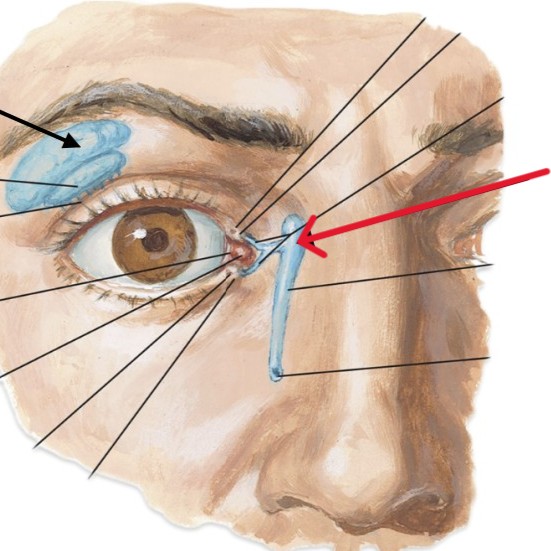 <p>Which part of the eye is:</p><ul><li><p>Tear sac</p></li><li><p>Medial corner of eye</p></li></ul><p></p>