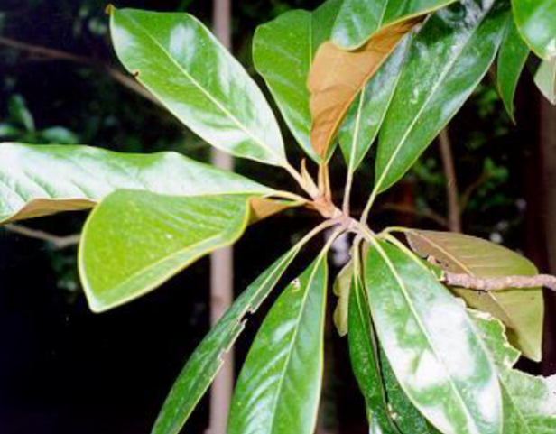 <p>primitive flowers, conical terminal stipule, simple alternate leaves (Magnolia grandiflora)</p>