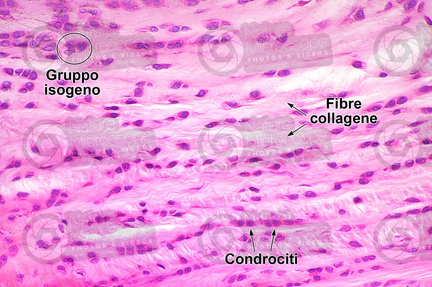 <p><strong>Caratteristiche</strong></p>