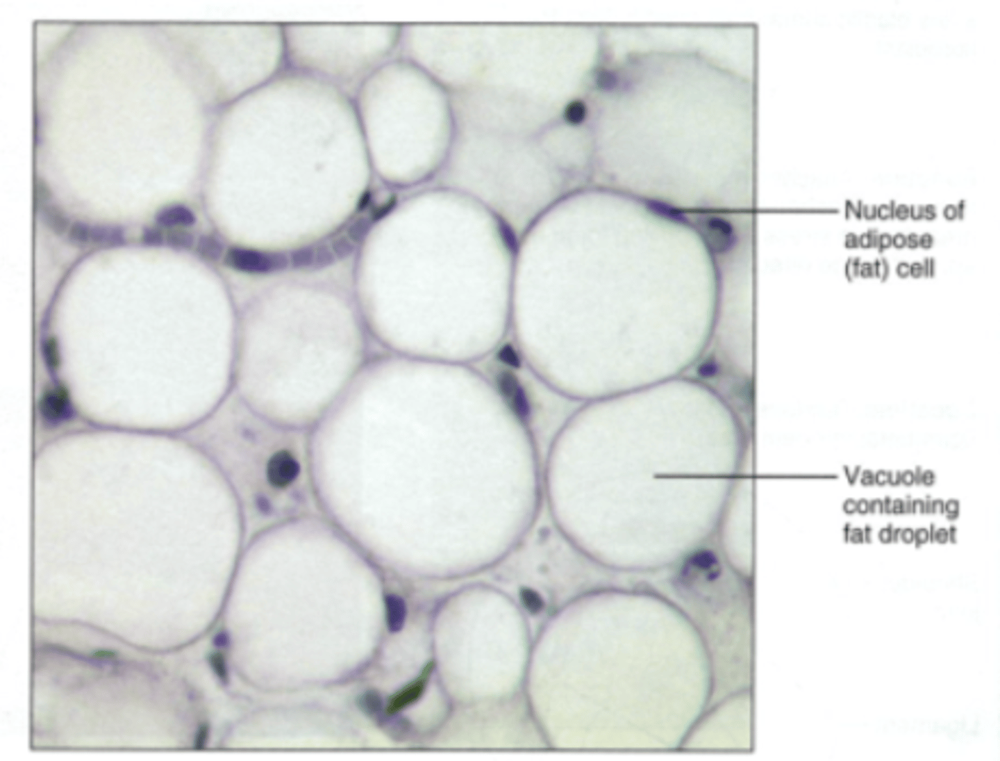 <p>pushed to the side due to large fat droplets</p>