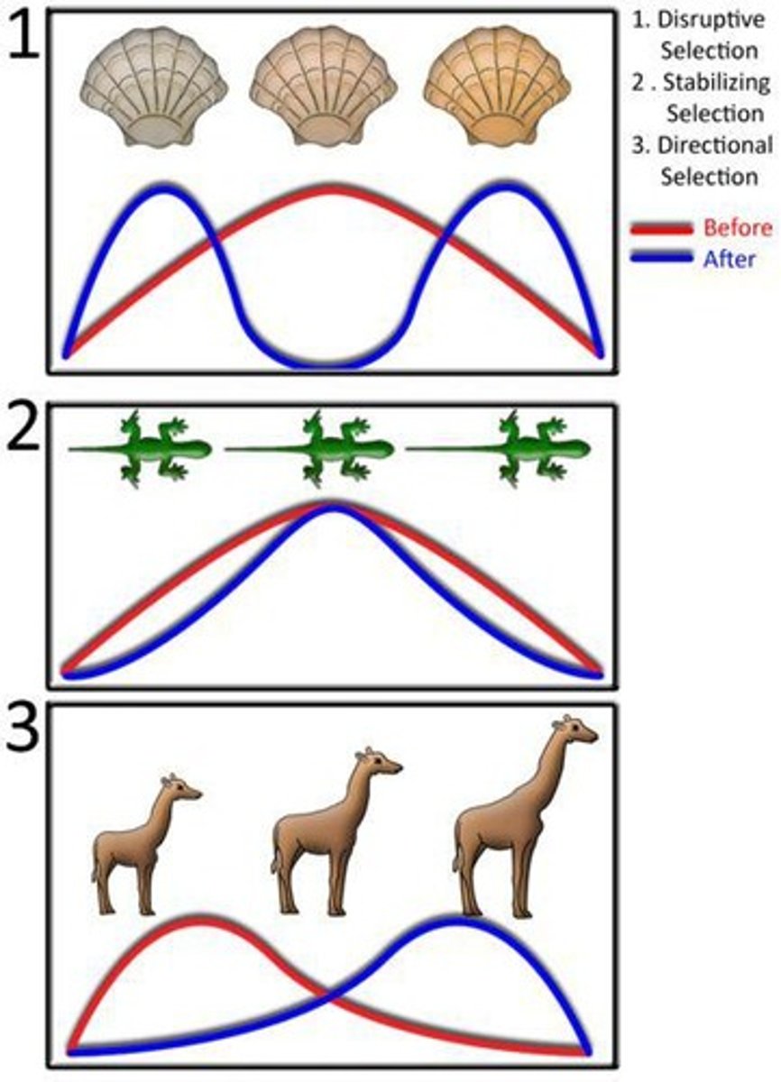 <p>Disruptive, Stabilizing, and Directional selection.</p>
