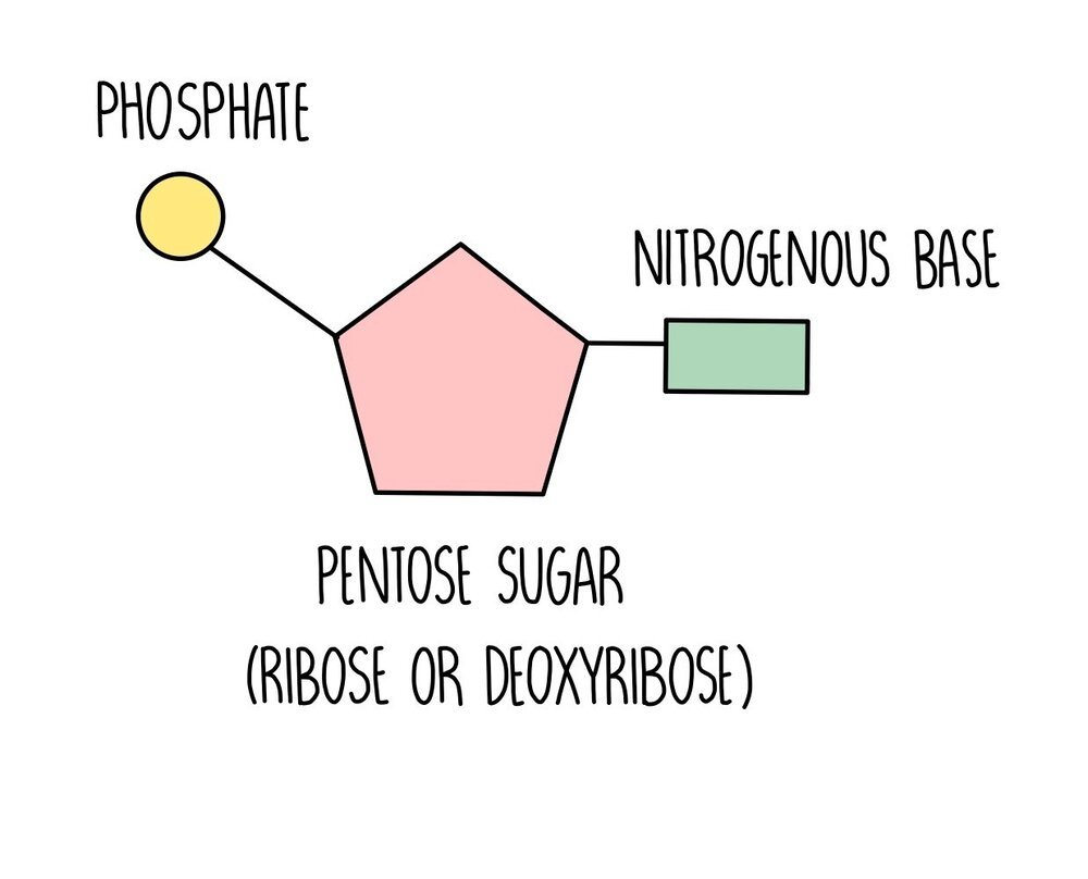 <p>building block of a nucleic acid; five carbon sugar covalently bonded to a nitrogen base and a phosphate group</p>