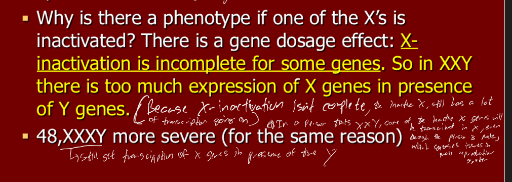 <ul><li><p>There’s a gene dosage effect cuz X inactivation in incomplete for some genes, the inactive X still has a lot of reanscription going on</p></li></ul>