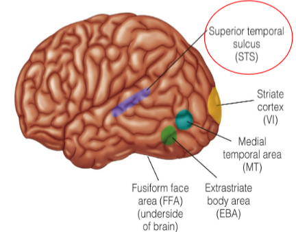 <p>movement of person or other living organism </p><p>Ex. how a person is walking determines their emotions; walking fast = nervous </p>