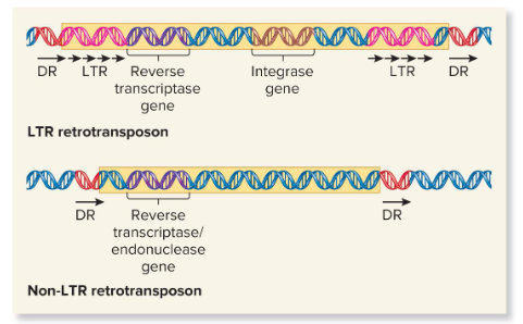 <p>Transposons that do not resemble retroviruses in having LTR sequences. They may contain a gene that encodes a protein that functions as both a reverse transcriptase and an endonuclease. Some of these are evolutionarily derived from normal eukaryotic genes.</p>