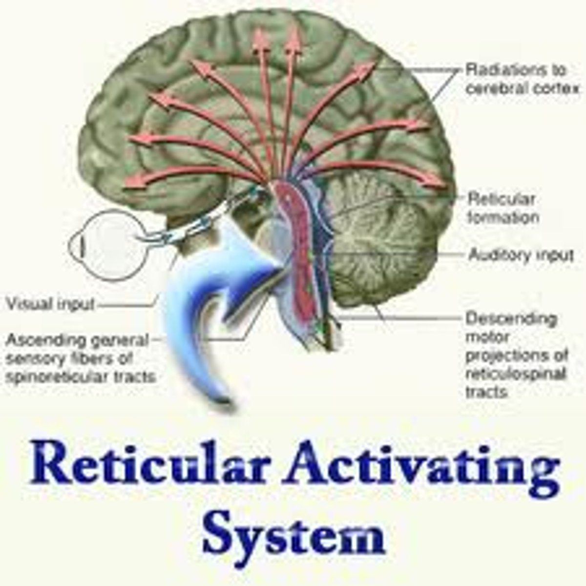 <p>the part of the brain that is involved in attention, sleep, and arousal</p>