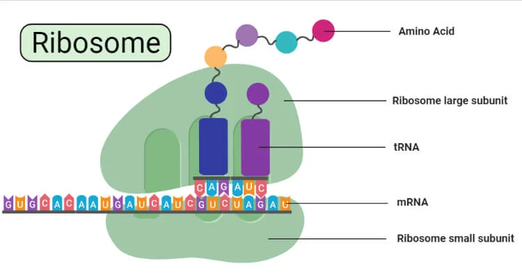 <p>describe the structure and function of this organelle</p>