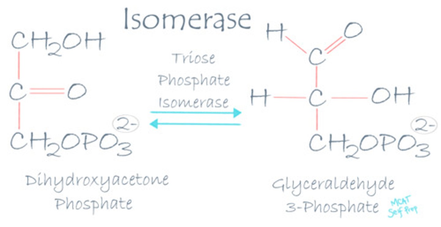 <p>Isomerase enzymes are involved in reactions in which a molecule is converted into one of its isomers.</p>