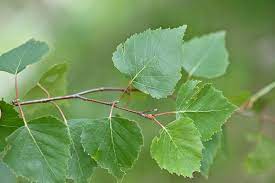 <p>Betula pendula</p>