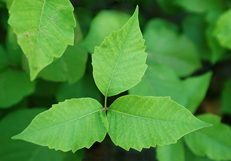 <p>Poison Ivy</p>