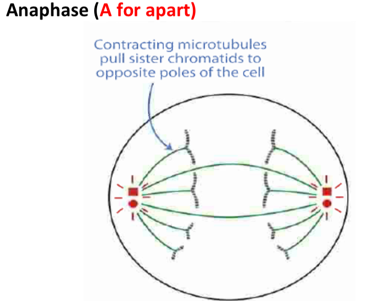 <ul><li><p>Spindle fibres contract to pull chromatids apart</p></li><li><p>Centromere splits</p></li><li><p>Chromatids move to opposite</p><p>poles of the cell.</p></li></ul><p></p>