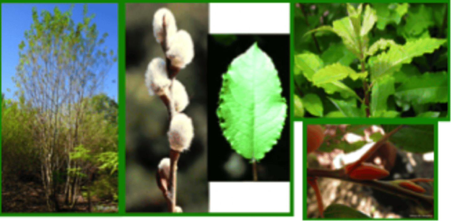<p>-Fuzzy catkins</p>