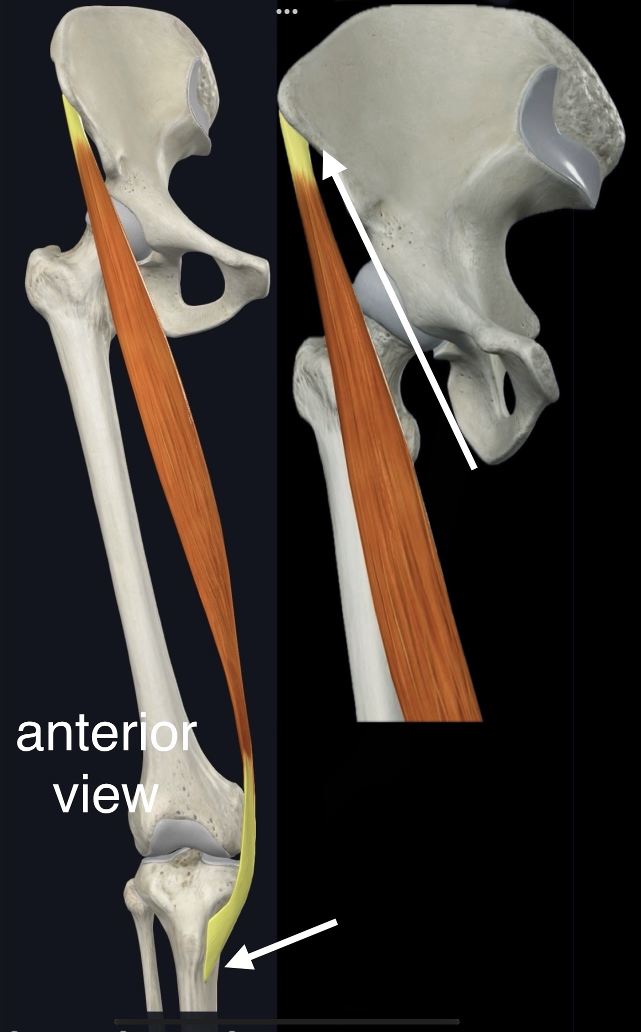<p>Name the muscle, origin and insertion</p>