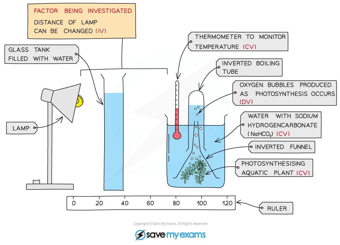 <p>Light intensity’s effect on rate of photosynthesis can be tested by changing the distance of the light source from the photosynthesizing organism. </p><p>In this experiment, the independent variable is the light intensity. The dependent variable is the rate of photosynthesis. The controlled variables include other limiting factors such as carbon dioxide concentration and temperature.</p>