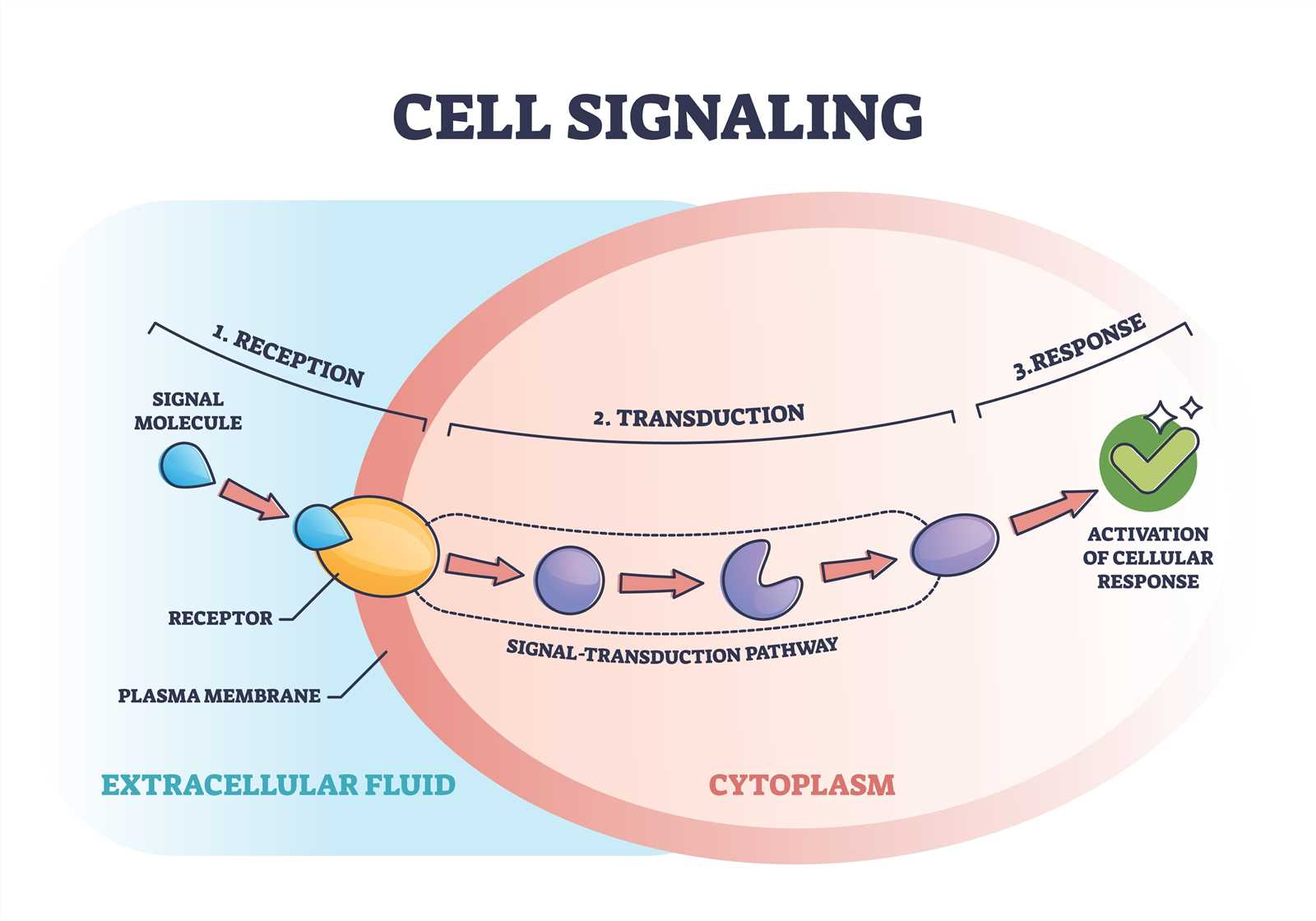 <p>First, the ligand binds with the receptor. </p><p>Next, the binding sets the signal transduction pathway into motion. </p><p>Finally, the cellular response to the ligand bonding occurs. </p>