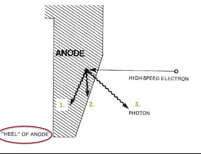 <p>Least: 1</p><ul><li><p>has farthest to travel through anode, gets filtered (attenuated) the most and loses the most intensity</p></li></ul><p>Most: 3</p><ul><li><p>has the least amount of travel through the anode so it will lose the least amount of intensity</p></li></ul><p></p>