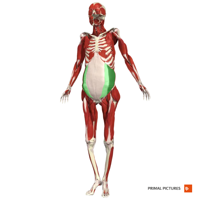 <p>rotates the trunk </p><p>laterally flexes vertebral column</p>