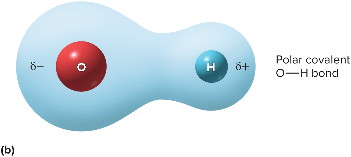 <p>shared electrons spend more time orbiting one nucleus. They lend their negative charge where the spend most time</p>