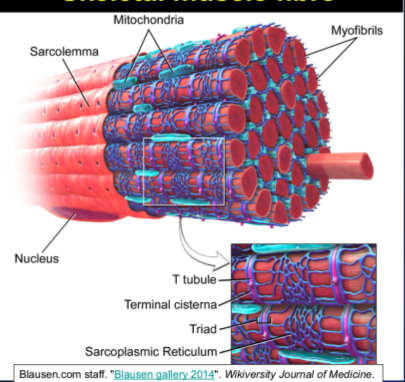 \-plasmalemma = sarcolemma = cell/plasma membrane 

\-then nucleus is right underneath, and one cell can have multiple nuclei 

\-satellite cell is also close, but on outside of muscle fibre 

\-inside sarcolemma there is cytoplasm (sarcoplasm), which surrounds individual myofilaments (myofibrils) which are the contractile units within the muscle cell 

\
