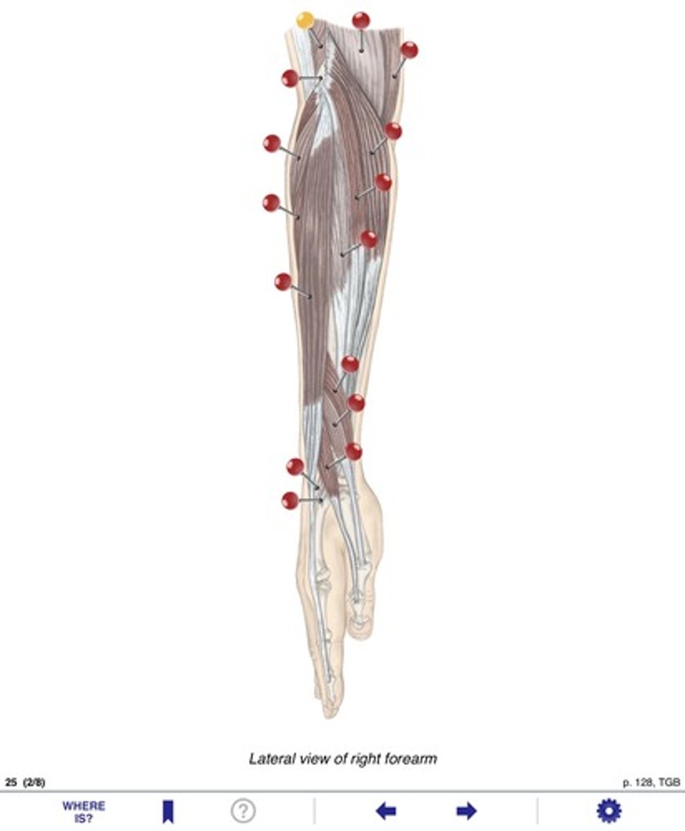 <p>Name the muscle at the yellow pin</p>