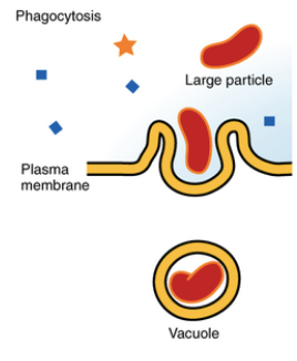 “cell eating”

a form of endocytosis (bulk transport) where large particles are transported into the cell

the cell membrane engulfs particles from outside