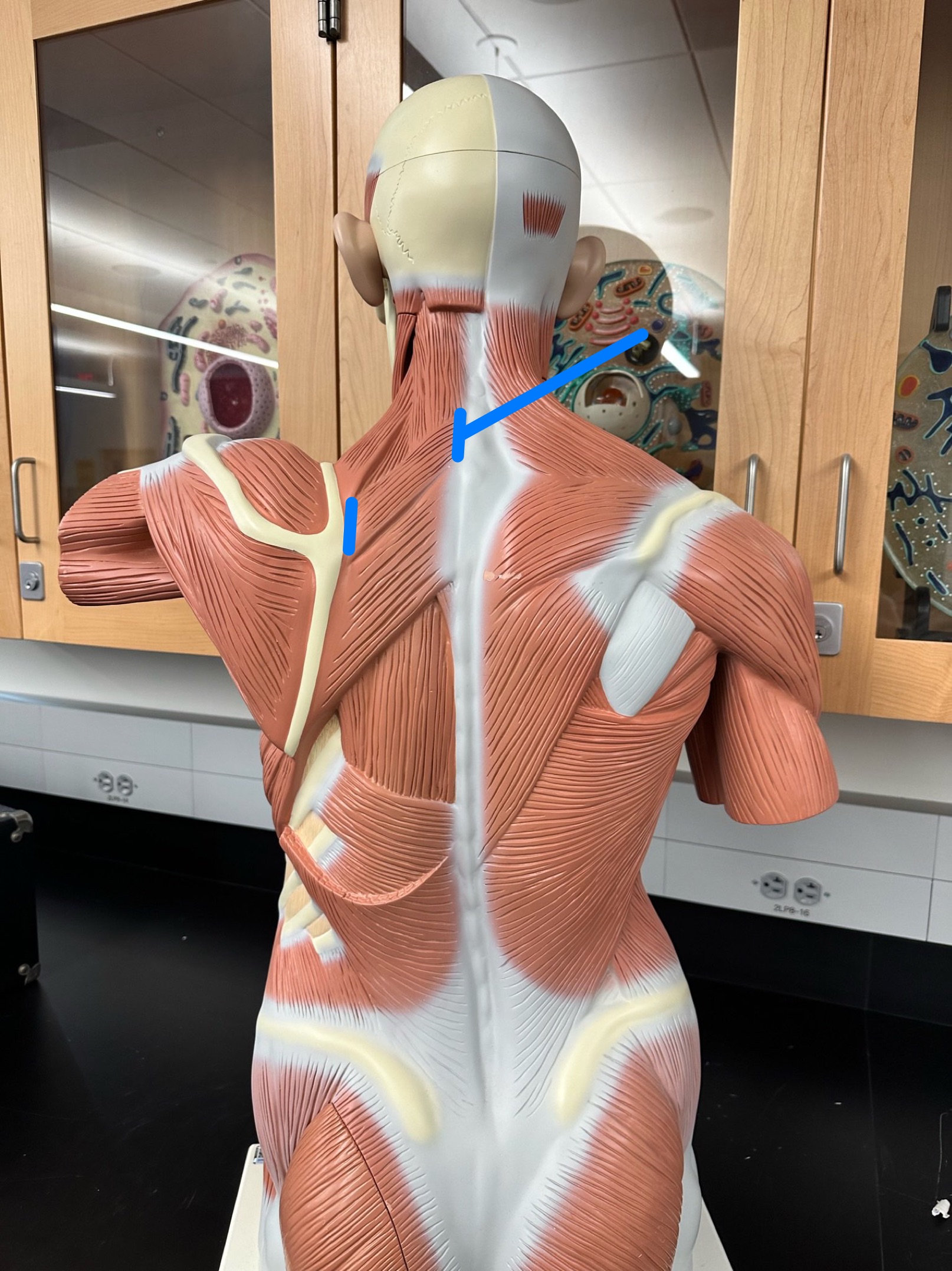 <p>ID muscle</p>