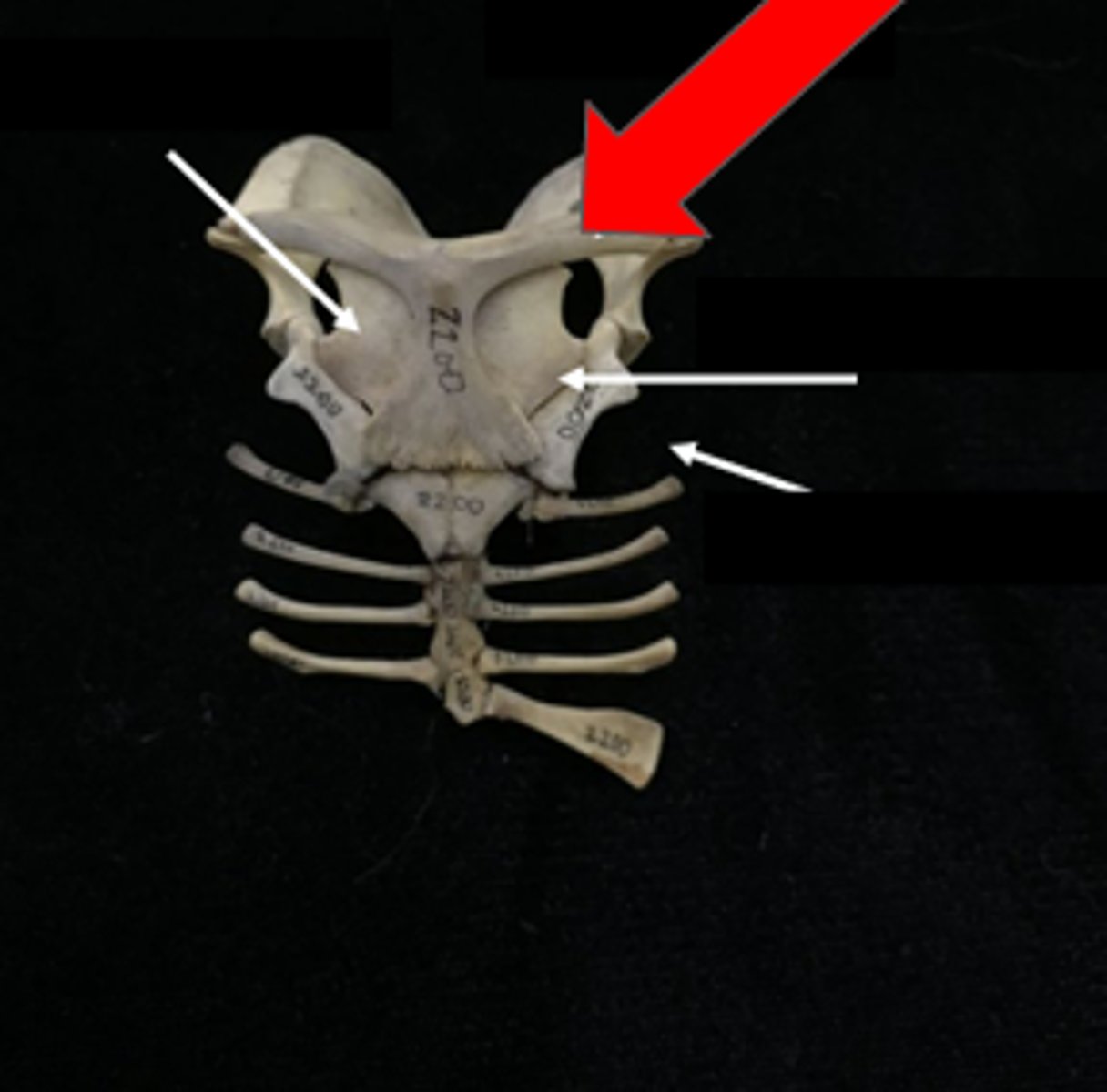 knowt flashcard image