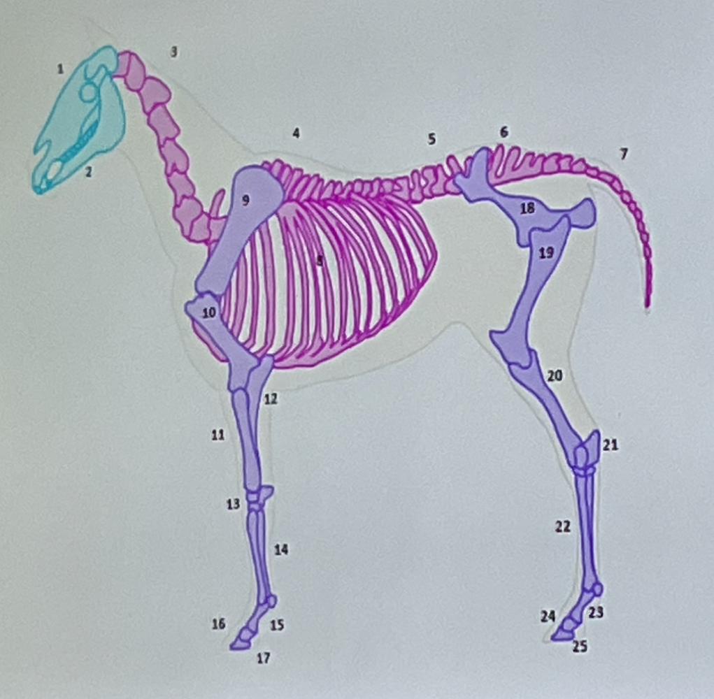 <p>Identificación de estructuras (Huesos)</p>