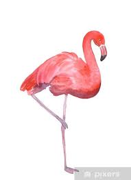 <p>flamingo</p>