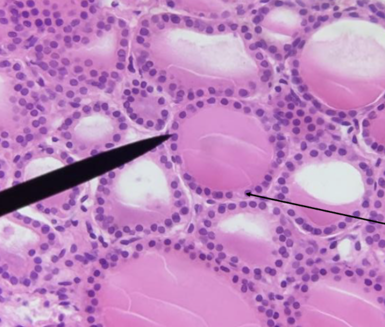 <ol><li><p><strong>Name this tissue type</strong></p></li><li><p><strong>Explain it’s function.</strong></p></li></ol><p></p>