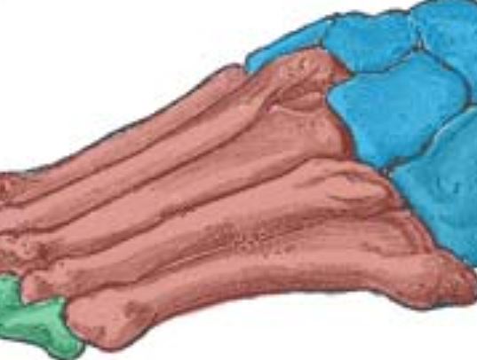 <p>Five bones that make up the feet.</p>