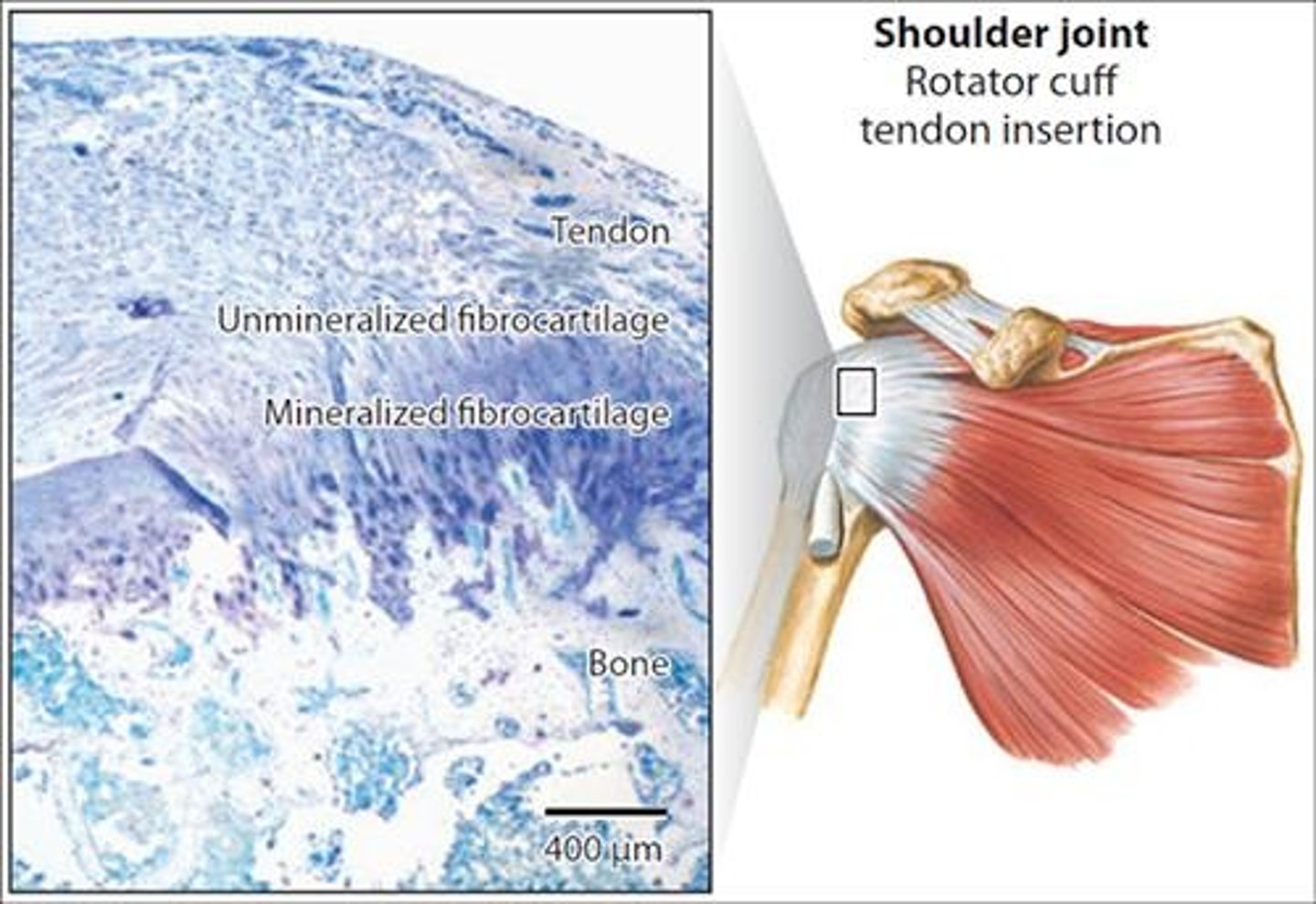 <p>Connective tissues that connect bones to other bones and allow some movement while preventing excessive movement.</p>