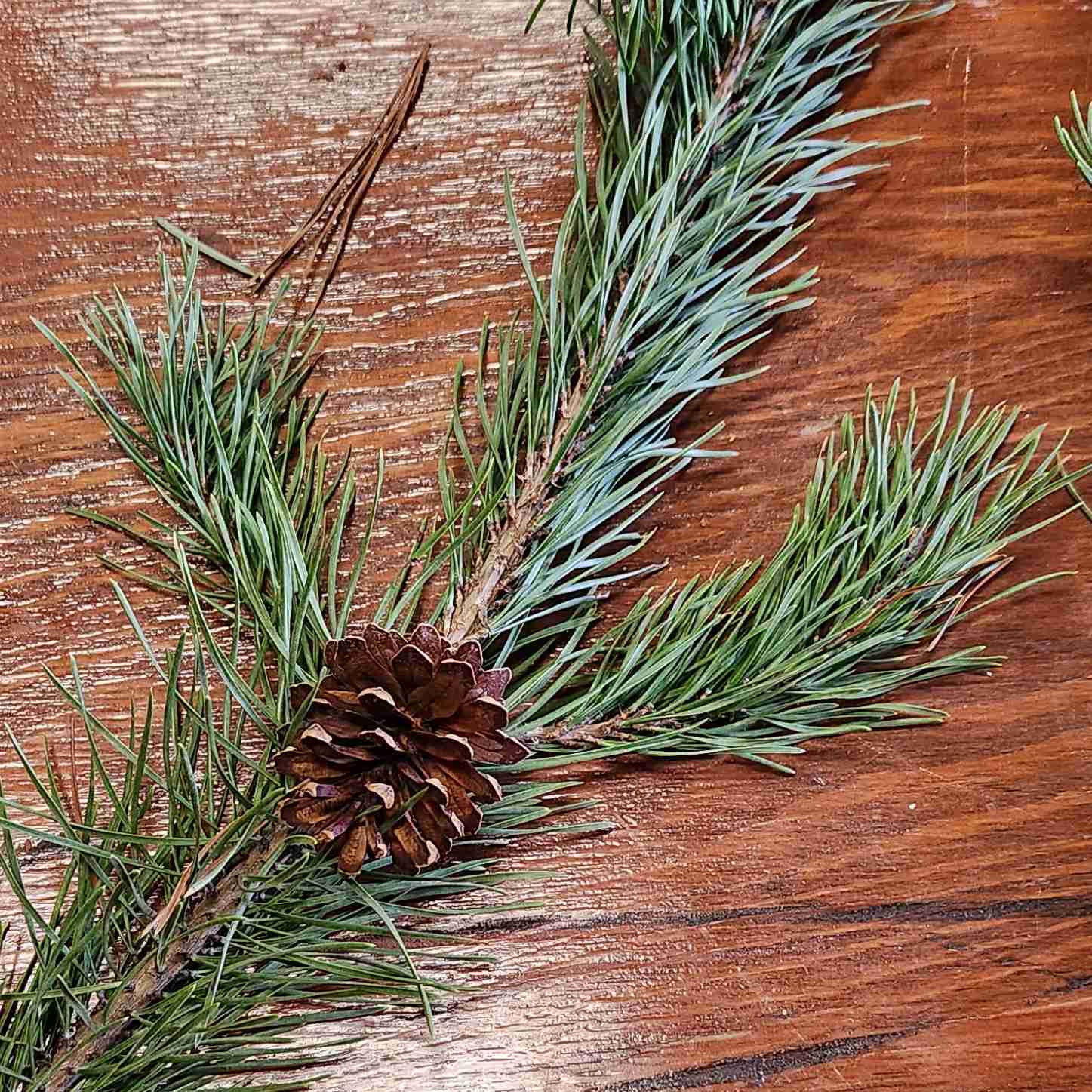 <p>2 needles per fascicle</p>