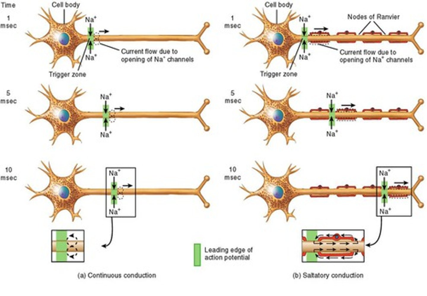 <p>- current passes through membrane at nodes of ranvier</p><p>- depolarization jumps from node to node</p><p>- myelinated axons (prevents leakage of charge from axon)</p>