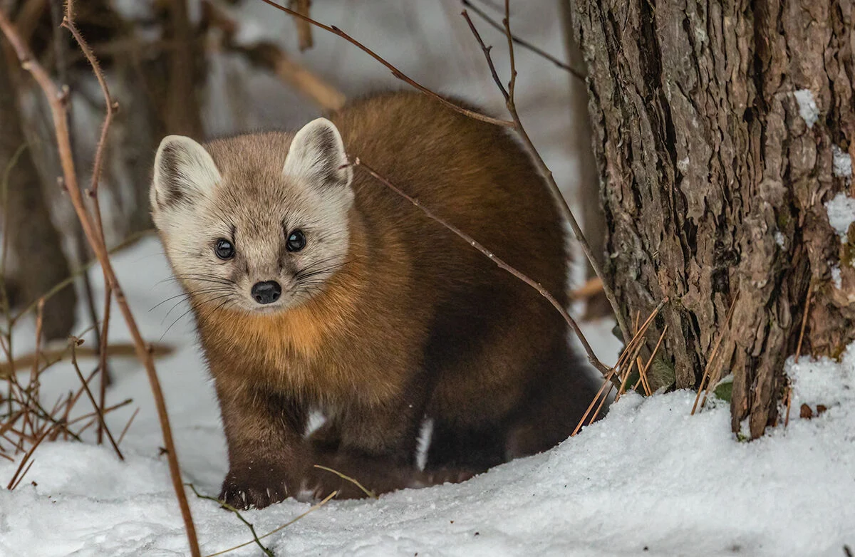 <ul><li><p>american marten</p></li><li><p>top ridges of skull meet at back</p></li><li><p>back of skull is rounder</p></li><li><p>brown coat</p></li><li><p>lighter face</p></li><li><p>yellow throat patch</p></li></ul><p></p>