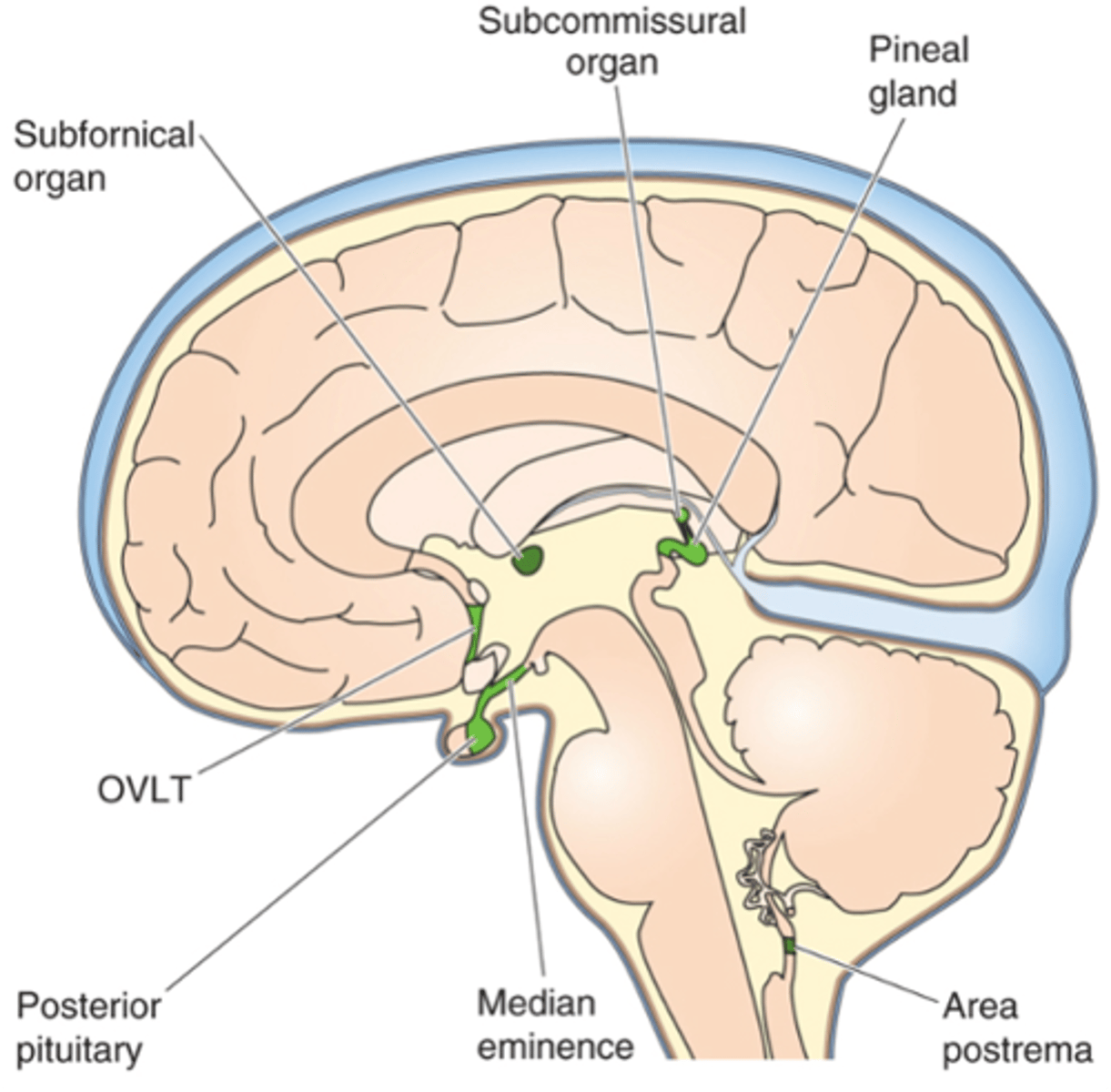 <p>What are the 2 leaky regions in the BBB?</p>