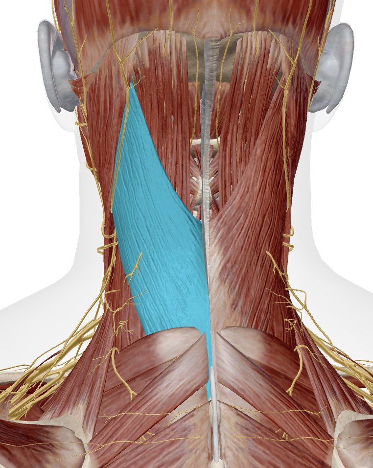 <p>Identify this muscle</p>