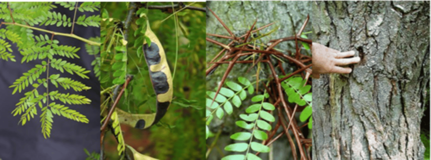 <p>Leaves: alternate, pinnately compound, 5-8" long, with 15 to 30 tiny leaflets or bi-pinnately compound with 4 to 7 pairs of minor leaflets. Leaflets are 1/2 to 1 1/2 inches long, ovate to elliptical in shape, green to yellow-green.</p><p>Twigs: May be either stout or slender, prominently zig-zag, red-brown to light brown in color, numerous lenticels and 3-branched thorns. </p><p>Buds: lateral buds are very small and sunken. </p><p>Flower: Small, greenish yellow, displayed on 2-3" long narrow, hanging clusters, not showy, but very fragrant, appearing in late spring and early summer. </p><p>Fruit: A very distinctive, 6-8" long, flattened, red-brown, leathery pod that becomes dry and twisted; pod contains many oval, dark brown, shiny seeds, 1/3" long, maturing in late summer and early fall. </p><p>Bark: Initially, gray-brown to bronze, and smooth with many horizontal lenticels, later breaking into long, narrow, curling plates. Often displaying clusters of large, branched thorns on trunk. </p><p>Form/Silvics: medium size tree with a typically short bole and an airy, spreading crown, reaches up to 80' tall. Commonly found on rich, moist bottomlands or limestone soils.</p>
