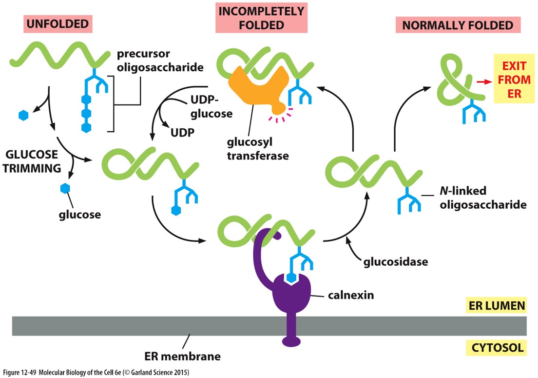 correct glycosylation and folding are required to leave the ER

* **chaperone proteins** will remove one of the 3 glucoses when it’s done helping with folding
* when there’s one glucose left, the protein binds calnexin
* **calnexin**: tucks in hydrophobic parts, removes the last glucose

\
__misfolding response__

* **glucosyl transferase**: puts a glucose back on if the protein isn’t folded right, sends back to calnexin
* if a mutation keeps the protein from folding correctly, it gets stuck in the ER lumen
  * **mannosidase I**: cleaves a mannose
  * **EDEM**: sends protein to proteasome