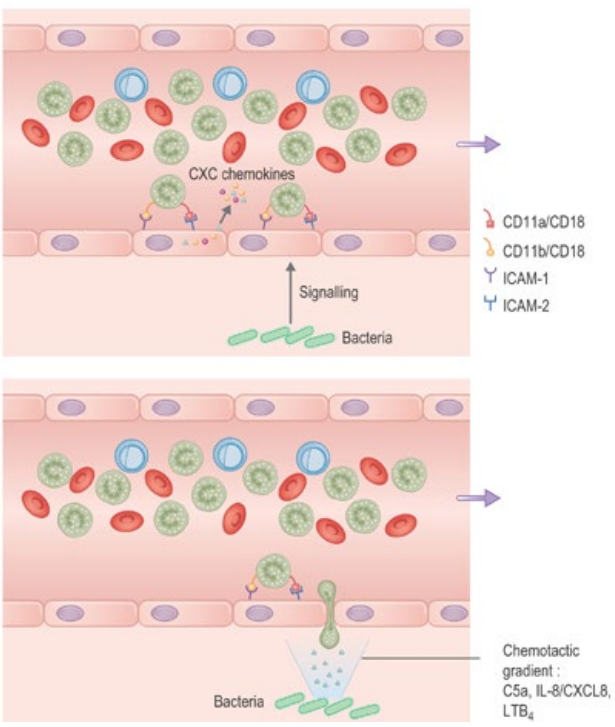 <p>In response to distress signals (e.g. complement &amp; cytokines like <strong>TNF-α</strong>) the endothelium expresses <strong>adhesion molecules</strong><br>These adhesion molecules (ICAMs) cause neutrophils to bind <strong>tightly</strong> to endothelial cells<br><strong>Chemotaxins</strong> cause neutrophils to cross endothelial junctions = <strong>diapedesis</strong><br>Neutrophils then enter extravascular tissue towards the site of <strong>infection</strong> or <strong>injury</strong></p>