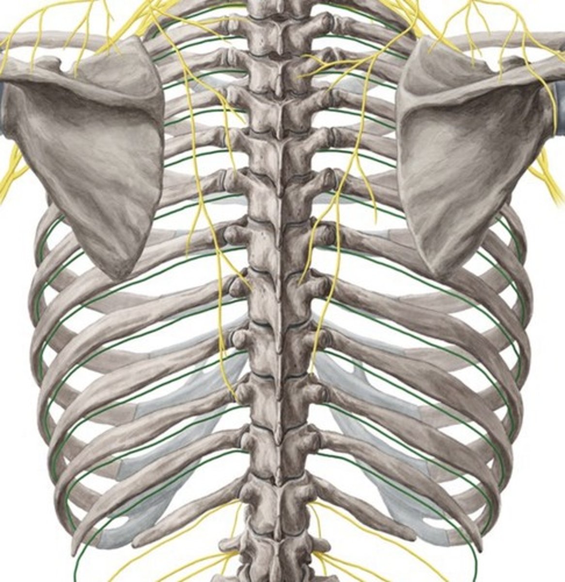<p>oorsprong: voorste rami van spinale zenuwen T1-T11</p><p>innervatie: T2-T6: Intercostale spierende huid die de thoracale wand overslaagt</p><p>T7-T11: Buikspieren, pariëtale peritoneum, huid over voorste buik</p>