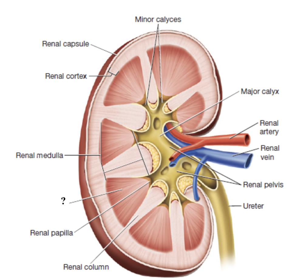 <p>contain looping nephron tubules and associated drainage structures which give them a striped/striated appearance </p>
