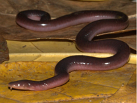 buried eyed caecilians (gymniophiona)

\

1. zygokropaphic skulls, lack orbits
2. vestigial eyes attached to end of extended tentacles 