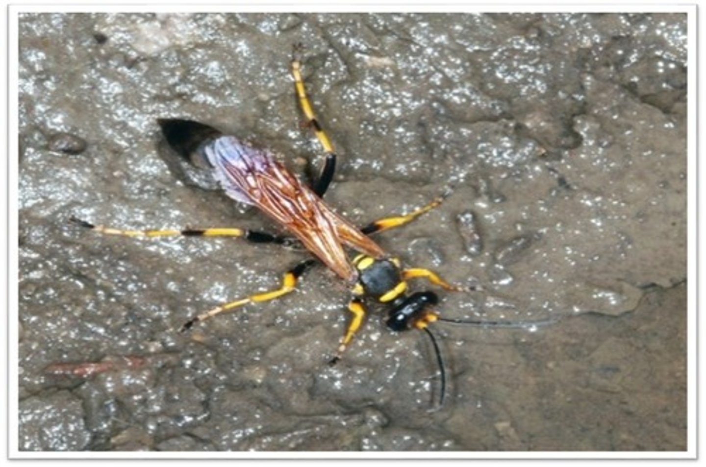<p>digger wasps; collar</p>