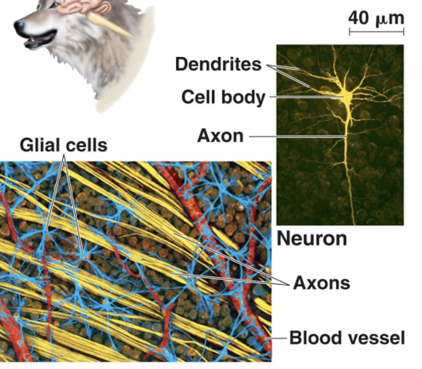 <p>cell body, axon, dendrites</p>
