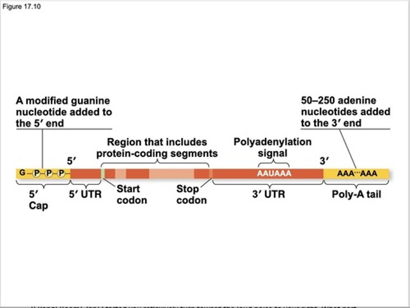 <p>The 5' end receives a modified nucleotide cap and the 3' end gets a poly-A tail.</p>