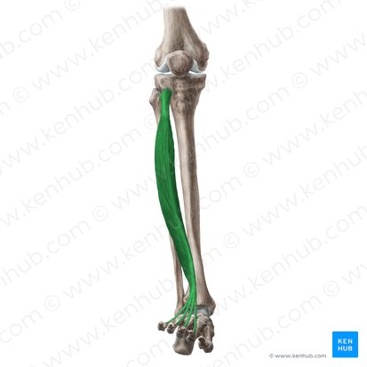 <p>on the outside of leg</p>