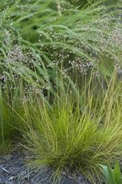 <p>Wavy Hair Grass</p>
