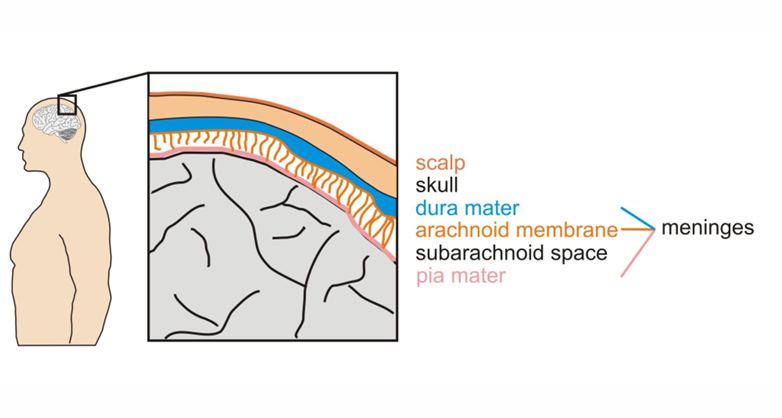 <p>Surface features of the brain</p>